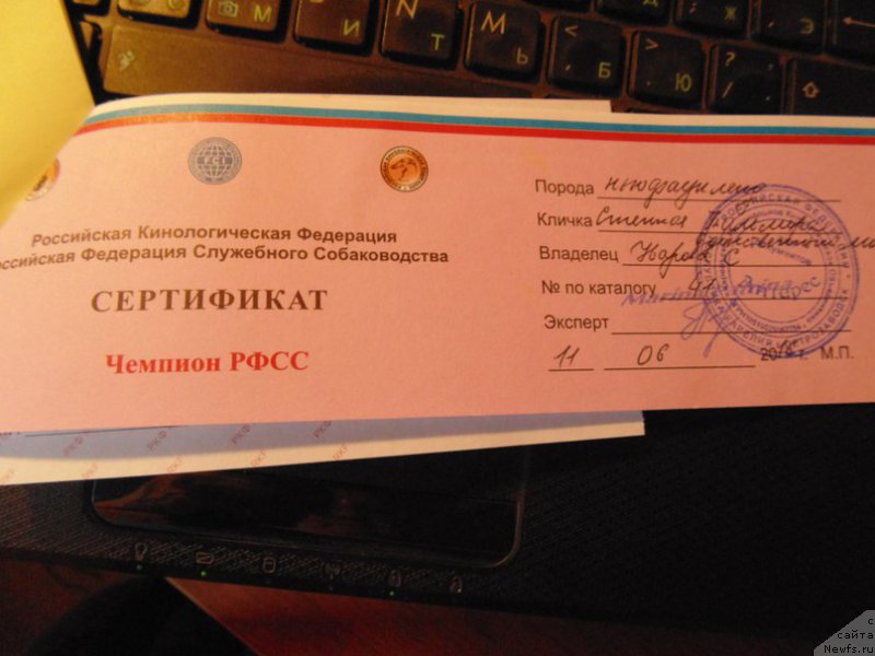 Фото: ньюфаундленд Степная Пальмира Единственный Мой