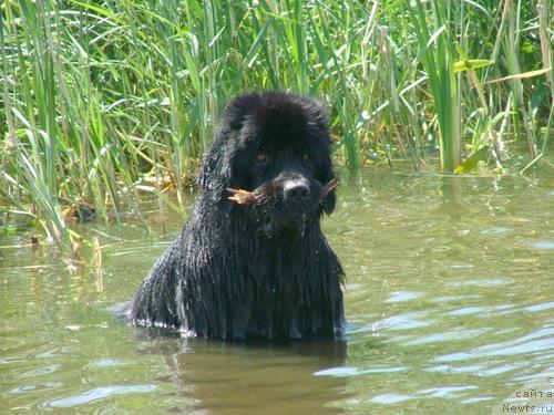 Фото: ньюфаундленд Айрам Пэйв Блэк (Airam Payv Black)