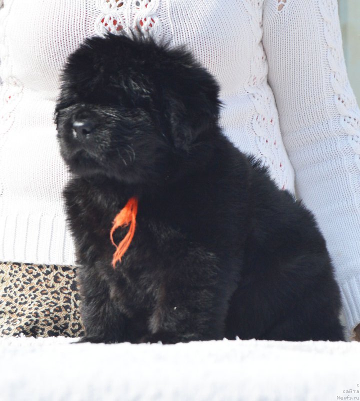 Фото: ньюфаундленд Черный Балу Императрица Великая