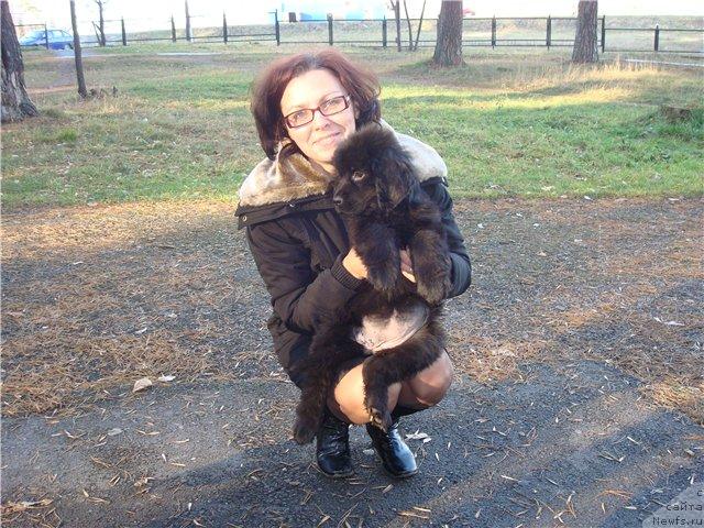 Фото: Людмила Литяева, ньюфаундленд Жемчужина Сибири от Марлеон Дусвик