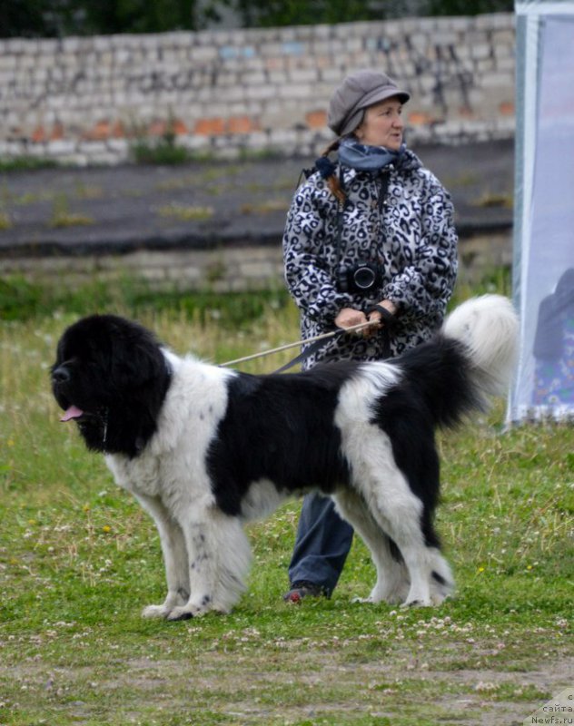 Фото: ньюфаундленд Степная Пальмира Единственный Мой