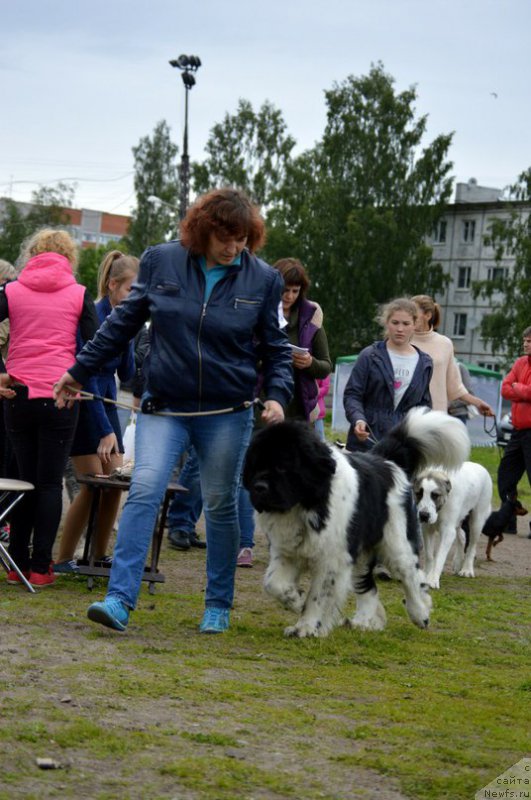 Фото: ньюфаундленд Степная Пальмира Единственный Мой