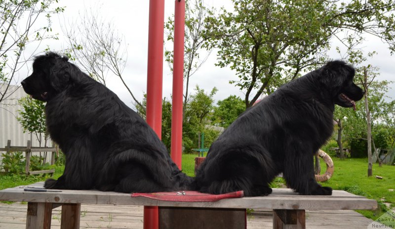 Фото: ньюфаундленд I'm Little Princess Midnight Bear, ньюфаундленд Талисман Моря Магия Волн