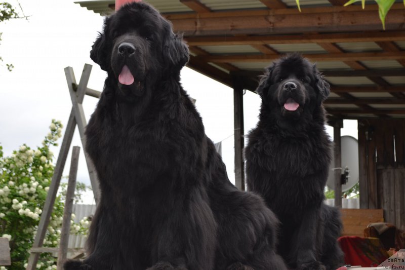 Фото: ньюфаундленд I'm Little Princess Midnight Bear, ньюфаундленд Талисман Моря Магия Волн