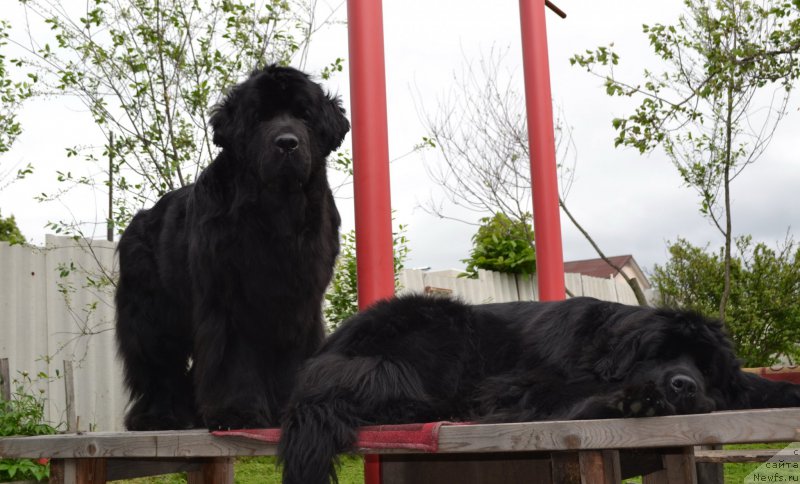 Фото: ньюфаундленд I'm Little Princess Midnight Bear, ньюфаундленд Талисман Моря Магия Волн