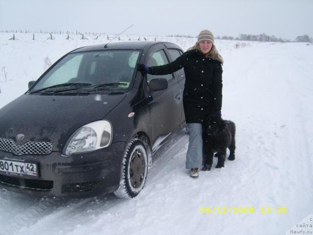 Фото: Людмила Литяева, ньюфаундленд Жемчужина Сибири от Марлеон Дусвик