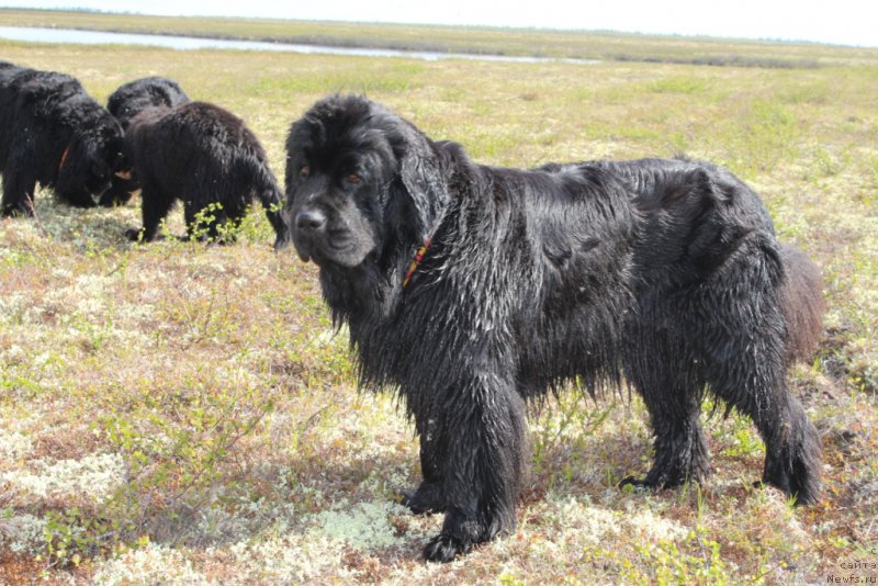 Фото: ньюфаундленд Анабелле Квин оф зэ Моунтайнс