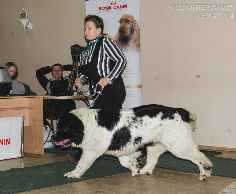 Фото: ньюфаундленд Маг Исполин Морская Жемчужина