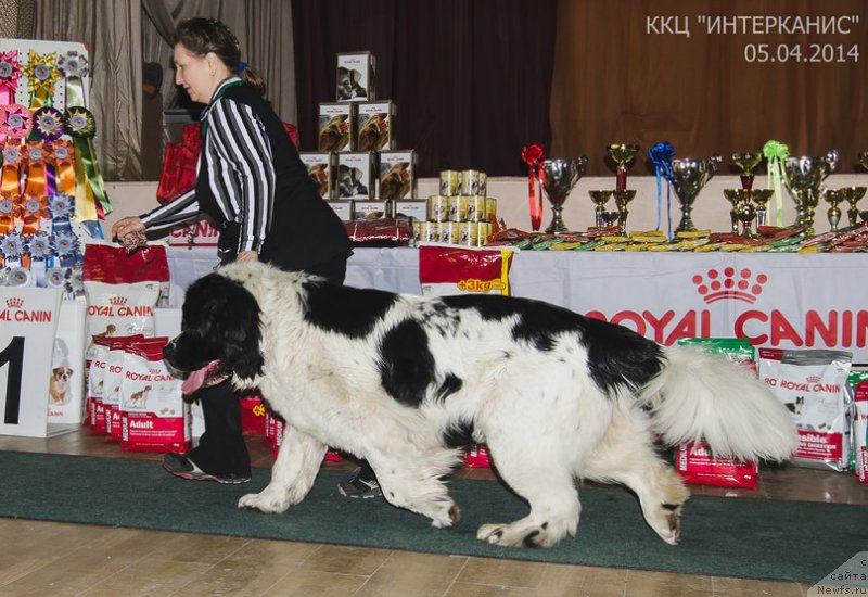 Фото: ньюфаундленд Маг Исполин Морская Жемчужина