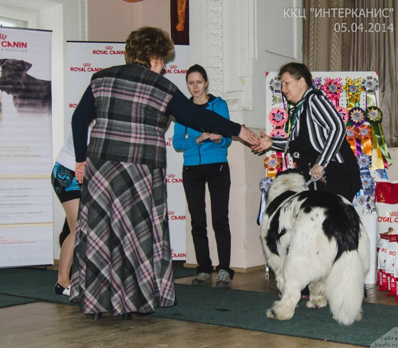 Фото: ньюфаундленд Маг Исполин Морская Жемчужина