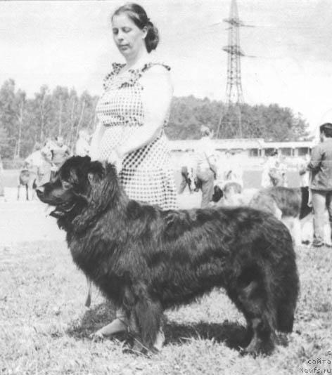 Фото: ньюфаундленд Френд Топ