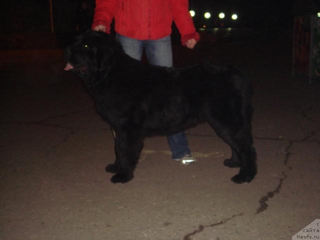 Фото: ньюфаундленд Пчёлкин Дом Аврора (Pchiolkin Dom Avrora)