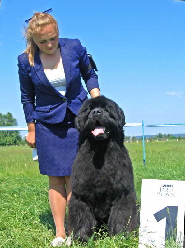 Фото: ньюфаундленд Эльбрус из Антаграда