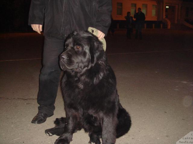 Фото: ньюфаундленд Пчёлкин Дом Аврора (Pchiolkin Dom Avrora)