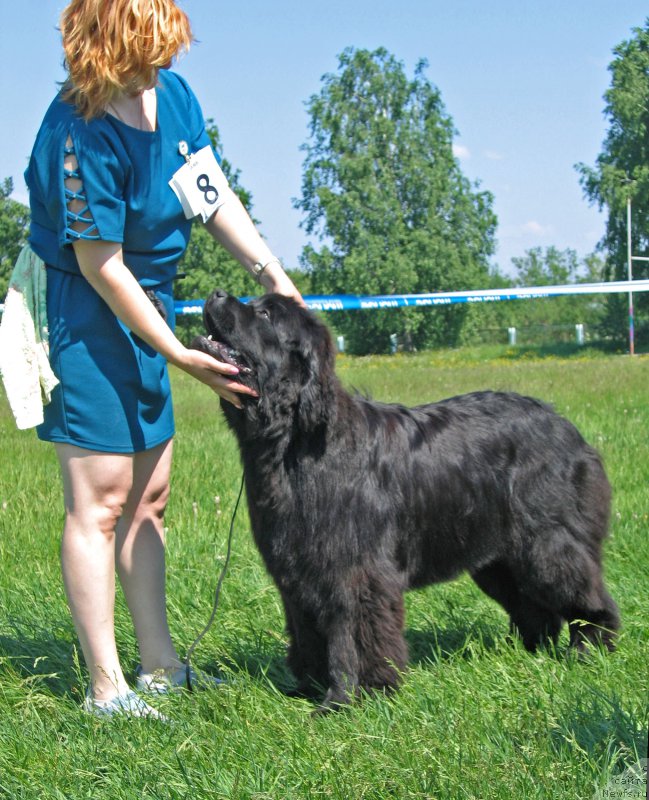 Фото: ньюфаундленд Супер Премиум Ундерковер Лове (Super Premium Undercover Love)