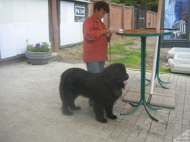 Фото: ньюфаундленд Арабелла Дочь Вивата