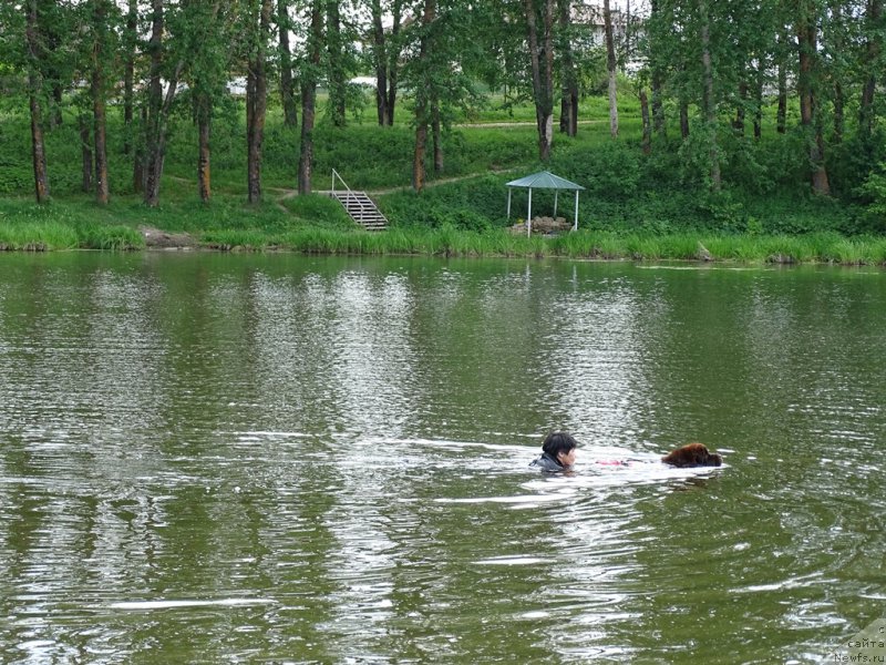 Фото: ньюфаундленд Ньюфорт Вивиан, Галия Гизатуллина