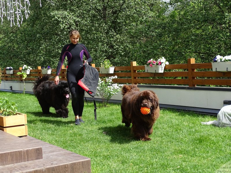 Фото: Эльза Чернова, ньюфаундленд Ньюфорт Вивиан, ньюфаундленд Барышня