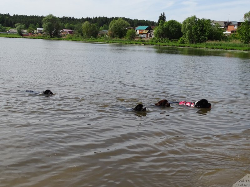 Фото: ньюфаундленд Питерньюф И Дид Ит Агаин (Piternyuf I Did It Again), ньюфаундленд Питерньюф Банзай (Piternyuf Banzay), ньюфаундленд Ньюфорт Вивиан, ньюфаундленд Черный Шарм Веллингтон