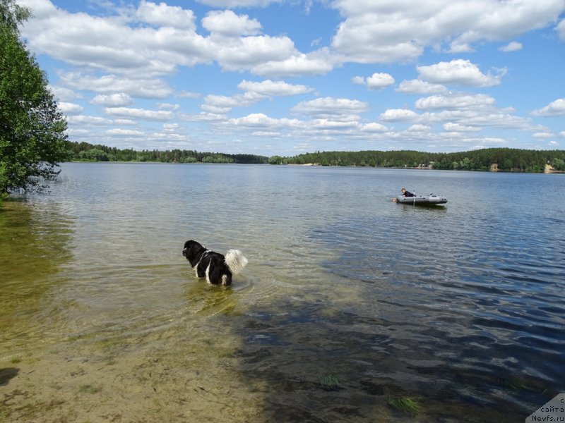Фото: ньюфаундленд Черный Шарм Веллингтон, Эльза Чернова