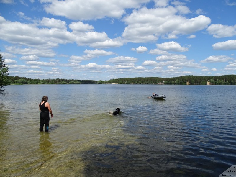 Фото: ньюфаундленд Черный Шарм Веллингтон, Ксения Семикова, Эльза Чернова