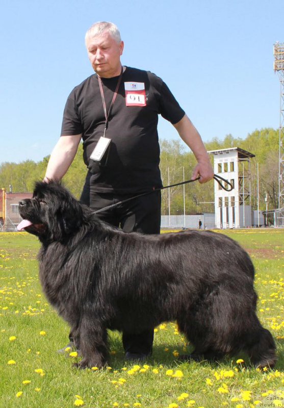 Фото: ньюфаундленд Найсберри