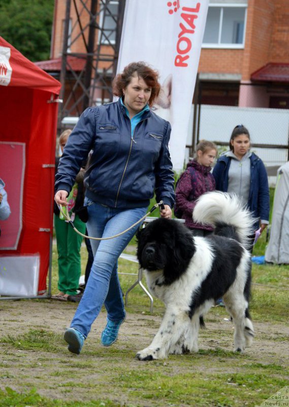 Фото: ньюфаундленд Степная Пальмира Единственный Мой