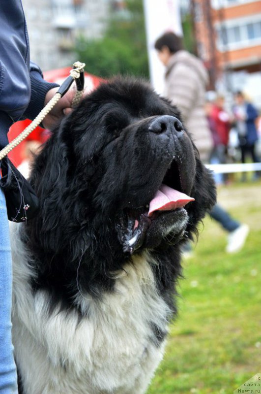 Фото: ньюфаундленд Степная Пальмира Единственный Мой