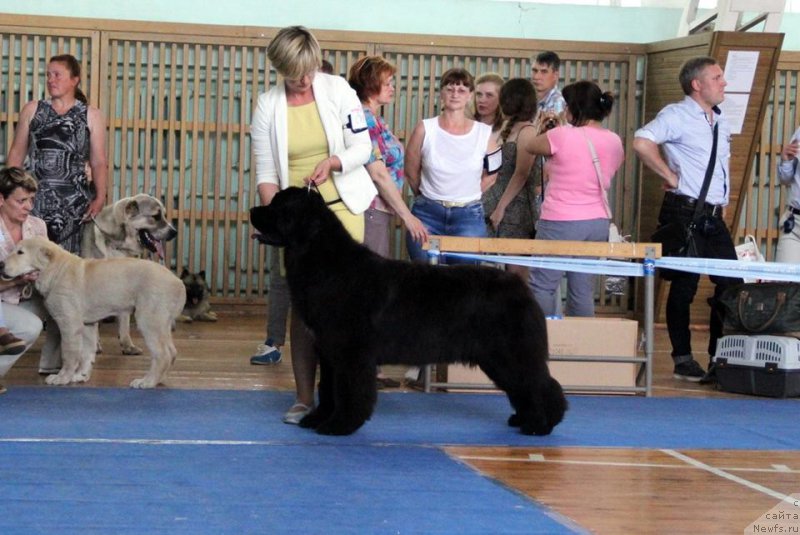 Фото: ньюфаундленд Егоза Дериза от Сибирского Медведя (Egoza Deriza ot Sibirskogo Medvedja)