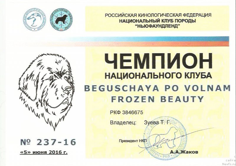 Фото: ньюфаундленд Бегущая по Волнам Фрозен Веату (Beguschaya po Volnam Frozen Beauty)