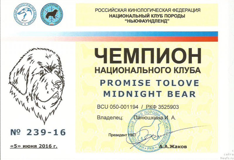 Фото: ньюфаундленд Promise To Love Midnight Bear