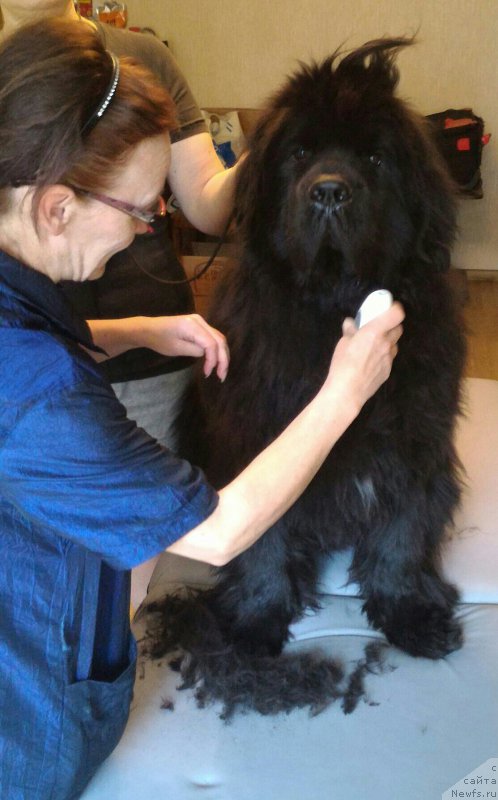 Фото: ньюфаундленд Бегущая по Волнам Есперанто Етуло Чуи, Ольга Королева