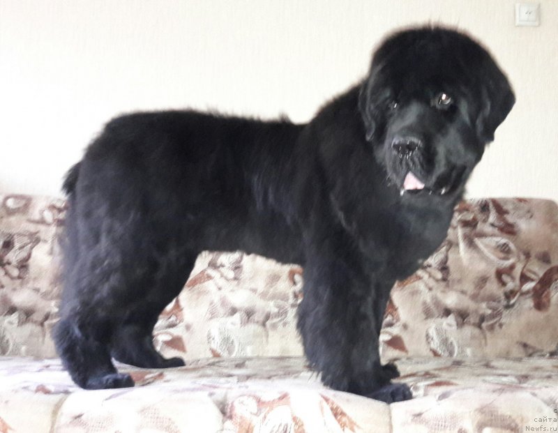 Фото: ньюфаундленд Бегущая по Волнам Есперанто Етуло Чуи