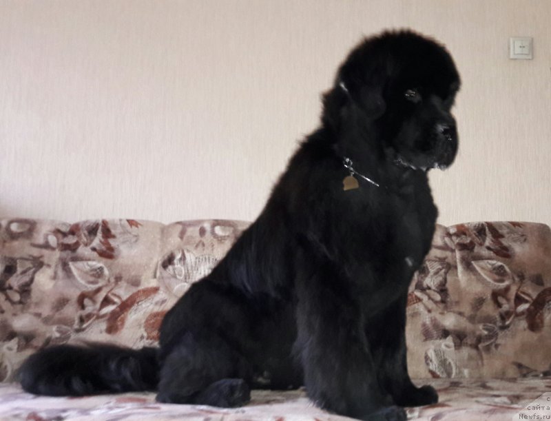 Фото: ньюфаундленд Бегущая по Волнам Есперанто Етуло Чуи