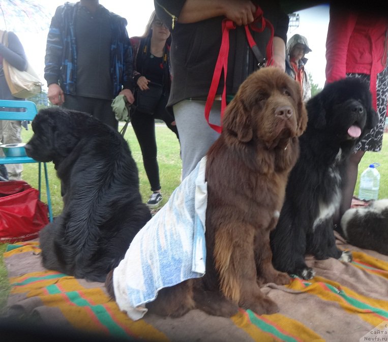 Фотография № 208859