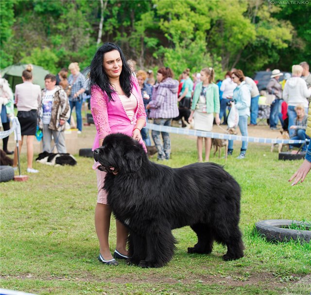 Фото: ньюфаундленд Супер Премиум Микадо (Super Premium Mikado)