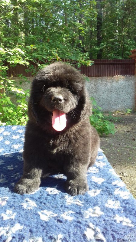 Фото: ньюфаундленд Супер Премиум Цириус