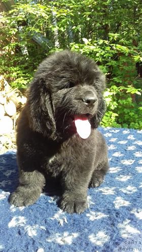 Фото: ньюфаундленд Супер Премиум Цириус