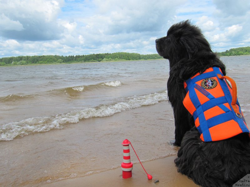 Фото: ньюфаундленд Дюрбахлер Клаб Альфаретта Виньетта