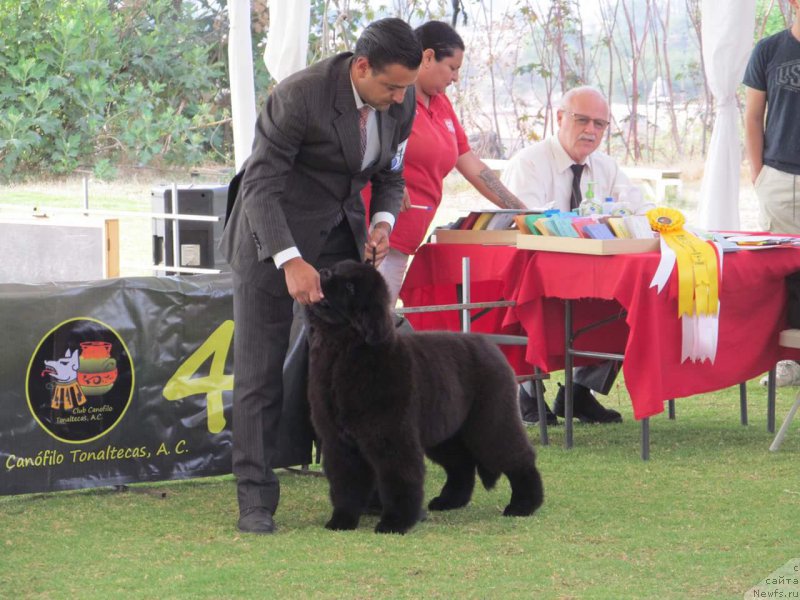 Фото: ньюфаундленд Дак Прайд Виттон (Dark Pride Vuitton)