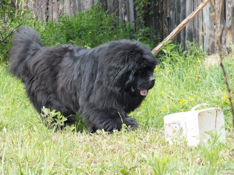 Фото: ньюфаундленд Ньюфорт Бандерас