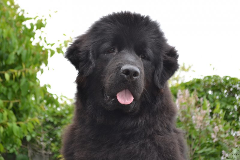 Фото: ньюфаундленд Русская Сказка