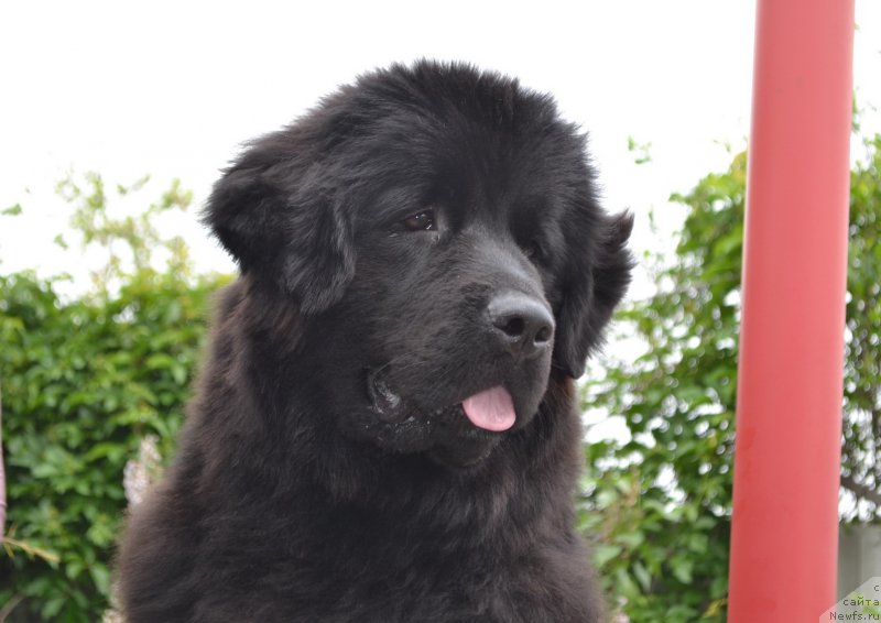 Фото: ньюфаундленд Русская Сказка