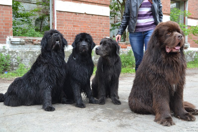 Фото: ньюфаундленд Очаровательная Фея от Ласкового Дельфина (Ocharovatelnaya Feya ot Laskovogo Delphina), ньюфаундленд Русская Сказка, ньюфаундленд Талисман Моря Лэнд Ровер, ньюфаундленд Акватория Келвин Риверданс (Aquatoriya Kelvin Riverdance)