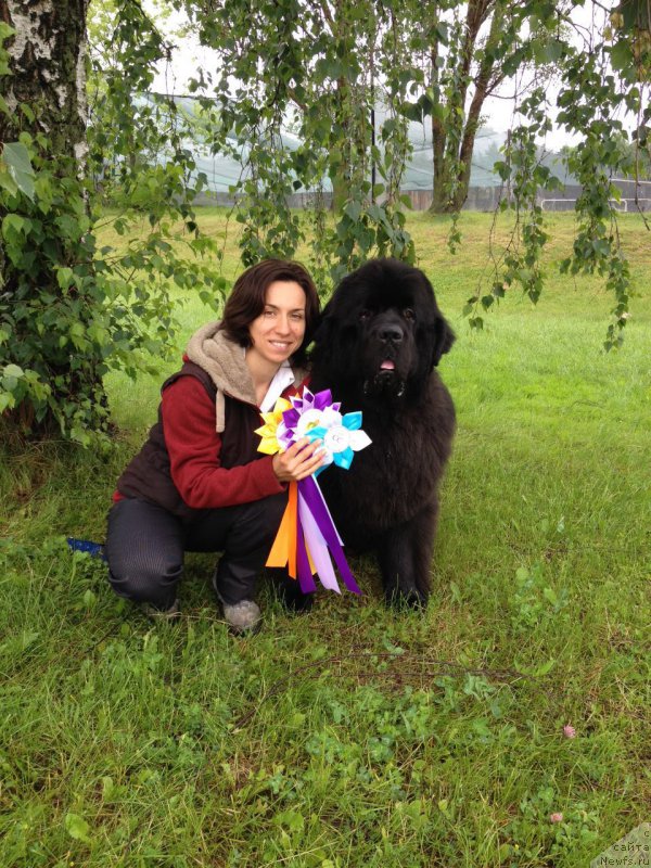 Фото: ньюфаундленд Акватория Келвин Ювентус (Aquatoriya Kelvin Yuventus), Александра Фетисова