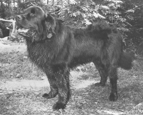 Фото: ньюфаундленд Ян Динвольф