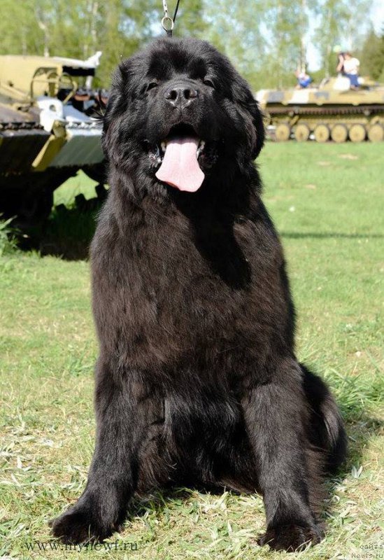 Фотография № 208907