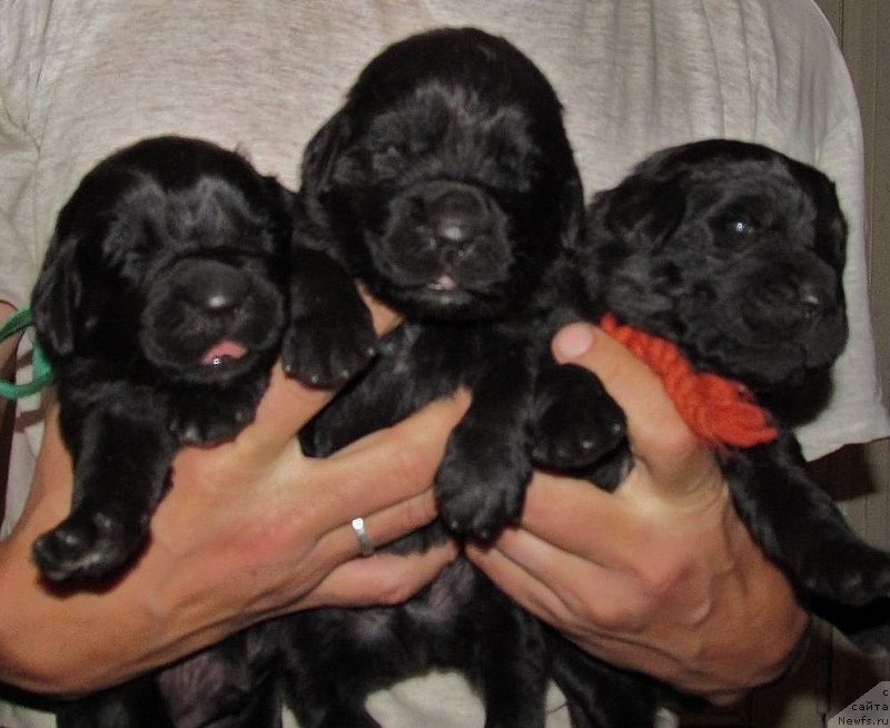 Фотография № 208909