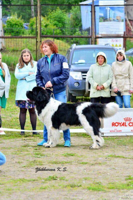 Фото: ньюфаундленд Степная Пальмира Единственный Мой