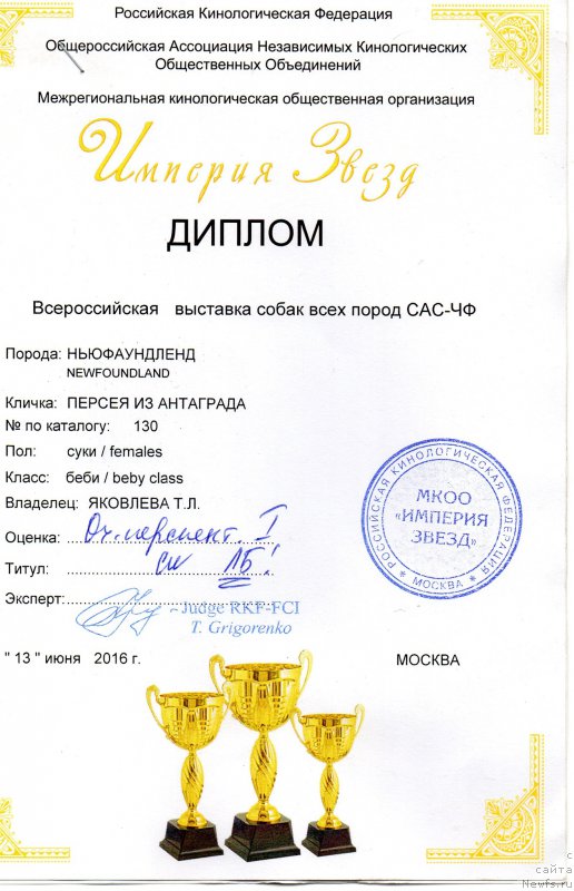 Фото: ньюфаундленд Персея из Антаграда (Perseja is Antagrada)